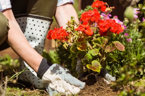 Healthy hedge maintenance and trimming in Strawberry Hill residential garden