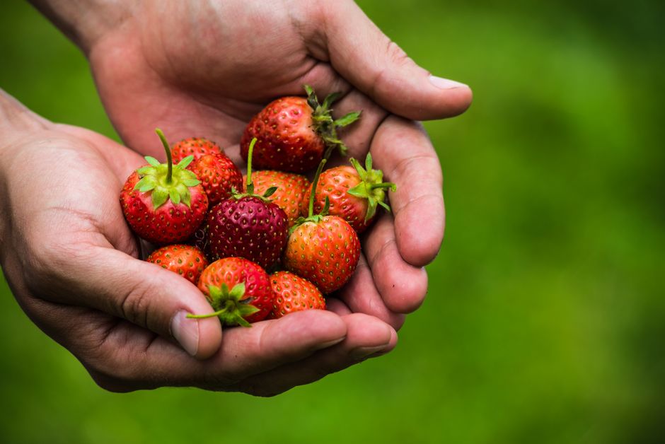 A pair of hands gently holding a cluster of ripe strawberries, showcasing their bright red color, small seeds on the surface, and green leafy calyxes. The strawberries vary slightly in size and shade,