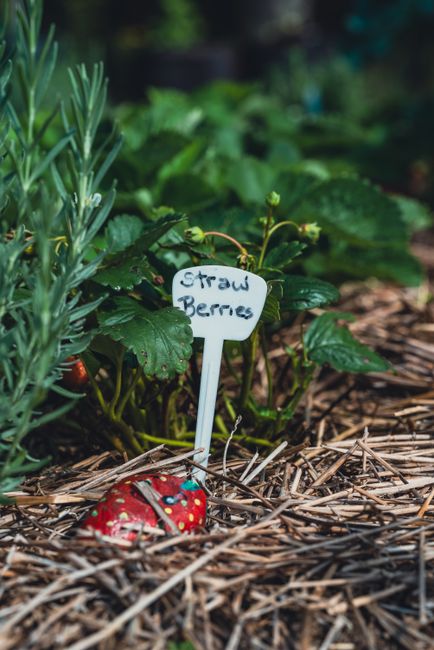 A pair of hands gently holding a cluster of ripe strawberries, showcasing their bright red color, small seeds on the surface, and green leafy calyxes. The strawberries vary slightly in size and shade,